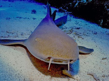 Lots of Nurse Sharks, this guy reminded me of my dog. Jus... by Steven Anderson 