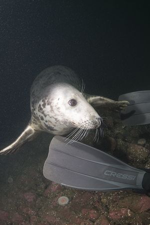Grey seal. Inner Farne isles.
D200, 10.5mm. by Derek Haslam 