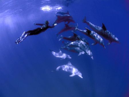 fun with dolphins by Fiona Ayerst 
