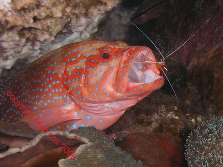 Open Wide Coral Cod and cleaner shrimp. Bali Olympus 7070. by Brad Cox 