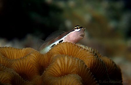 Blenny !! What a cute one...

E900 plus macro.. by Alex Tattersall 