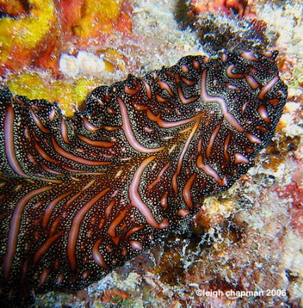 ECU, Indo-Pacific flatworm. Pseudobiceros bedfordi. Borne... by Leigh Chapman 