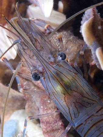 Common prawn. Night dive in Menai strait. D200, 60mm. by Derek Haslam 