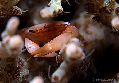 Coral crab ... E900 man, this crab was twitchy, difficult... by Alex Tattersall 