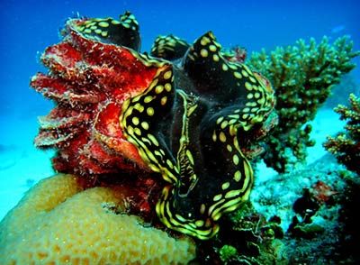 Giant Clam, Near Bigej Island. Fairly shallow water, 30 f... by Lee Craker 