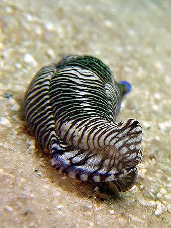 Tiger Stripe Nudi With Eye! Taken With Canon S80. by Ed Eng 