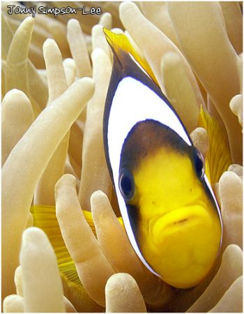 Clown fish taken at Coral Gardens, Dhab Egypt. Sea&Sea 80... by Jonny Simpson-Lee 