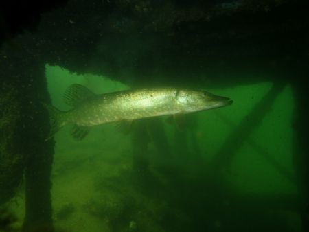 Caught This Pike Under The Training Platforms At Gildenbu... by Kevin Hewitt-Devine 