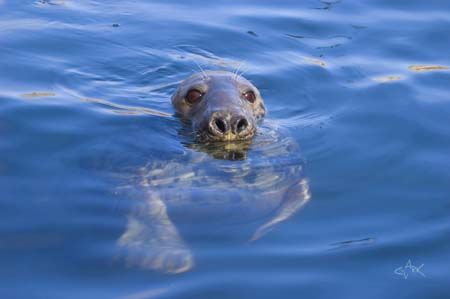 Grey Seal, Dunbar, Scotland
From boat using D70 with 80m... by Mike Clark 