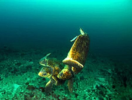 two male loggerhead turtles met and did NOT like each oth... by Fiona Ayerst 