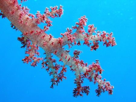 Soft corals and a blue water back ground, taken at Shark ... by Anel Van Veelen 