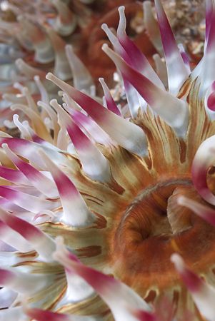 Dahlia anemone. Scotland. D200, 60mm. by Derek Haslam 