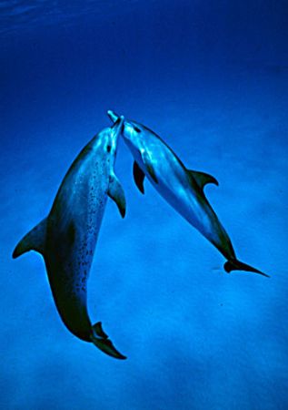 dolphins kiss by J.lou Ferretti 