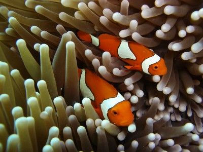 Nemo I am you father - Clown fish on the Great Barrier Reef by Petra Kuzev 