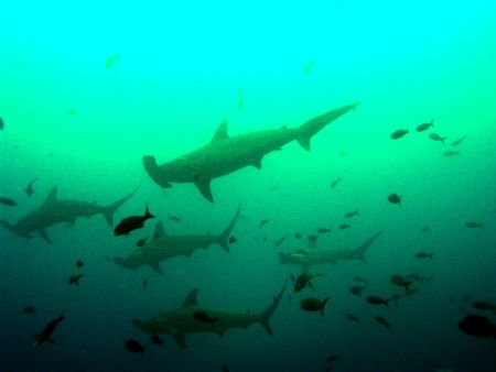 School of Hammerheads taken aboard the Galapagos Aggresso... by Charlie Foreman 