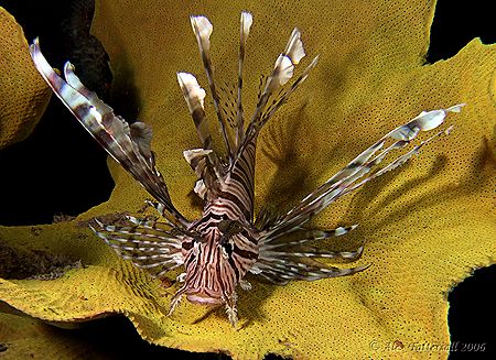 Lionfish on a yellow sponge... under the Seaventures rig ... by Alex Tattersall 