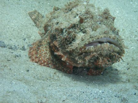 My first Barbfish from the Scorpionfish family, I realize... by Lora Tucker 