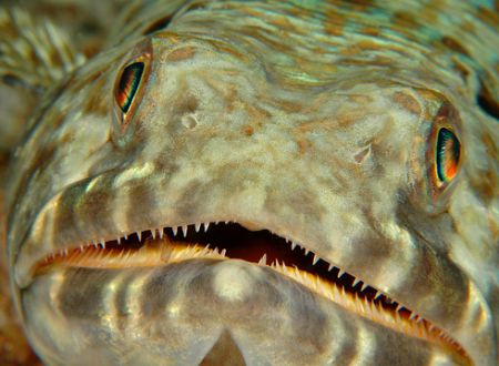 LIzardfish. Curacao. by David Heidemann 
