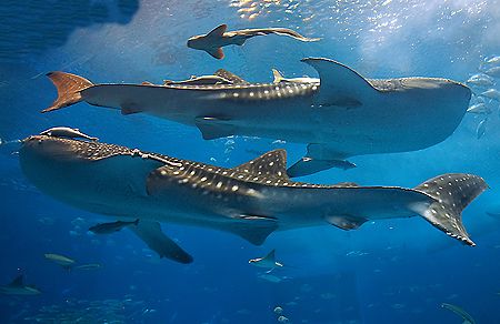 The whalesharks at Churaumi Public Aquarium, Okinawa, Jap... by Michael Arvedlund 