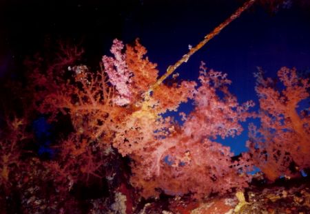 Beautiful soft coral hanging off wreck in Gulf of Acaba. ... by Marylin Batt 