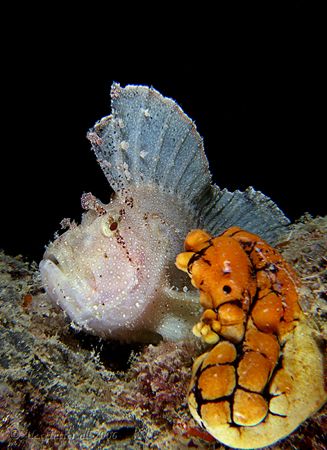 White Leaf fish and a yellow ascidian squirty thing... E9... by Alex Tattersall 