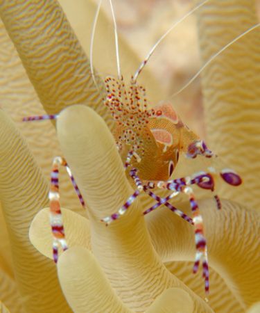 Shrimp on anemone. Taken with D70, 105 macro, and 4 diopt... by David Heidemann 