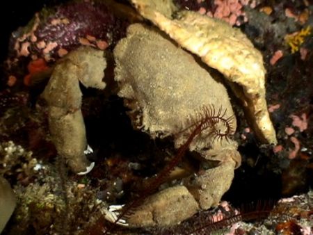 Little brute of a crab, night dive at Mary Island, on Bil... by Marylin Batt 