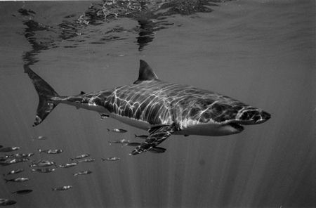 Great White Shark cruising past. Black & White film. by Richard Smith 