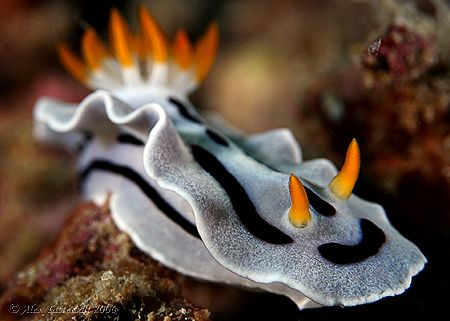 Been a while since we saw a nudi.... 400D in Mabul by Alex Tattersall 