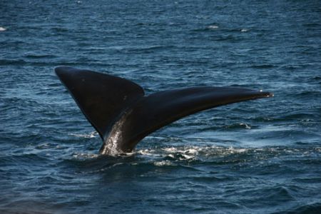 Fluke, Southern Right whale at oeninsula valdes by David Thompson 