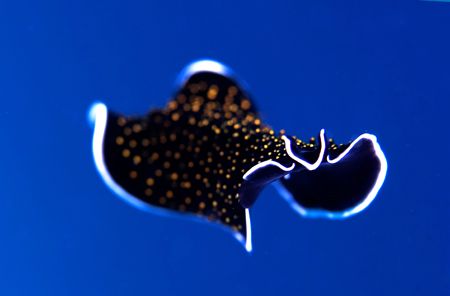 "I can Fly!!". During several dives, these flatworms woul... by Rand Mcmeins 