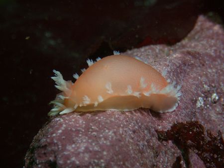 time for another nudibranch, Tritonia challengeriana from... by Cesar Cardenas 