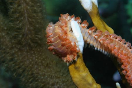 Bearded Fireworm,Bonaire, Canon 20D by Lee Marple 