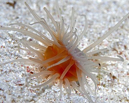A baby (1 cm) Flame Scallop on Little Cayman. Cute little... by Jim Chambers 