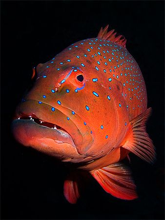 Coral trout on velvet. Olympus 5050; single Inon 220s str... by Kristin Anderson 