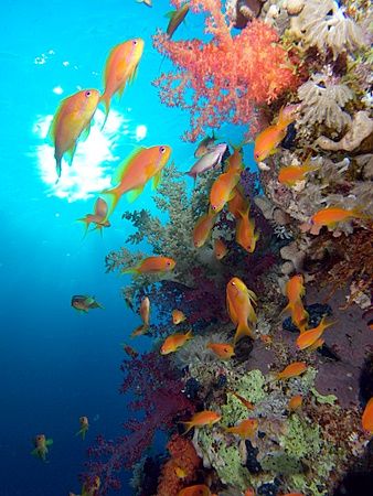 Colorful soft corals and anthias taken at Yolanda reef, R... by Nikki Van Veelen 