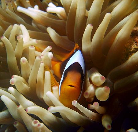 Clownfish in a anemone taken with Sealife reefmaster DC 5... by Patrick Neumann 