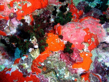 Assorted sponges taken while diving at Muthafushi Thila n... by Anna Wright 