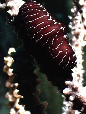 the image is a Black Flamingo Tongue. I have been diving ... by Steven Anderson 