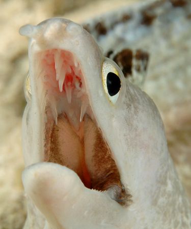 I found this eel at 10 feet depth, on a shore dive in Cur... by David Heidemann 
