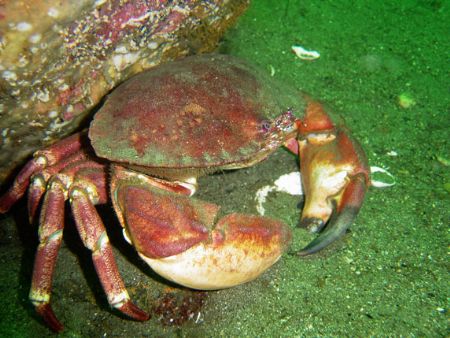 Crab from comau fjord by David Thompson 