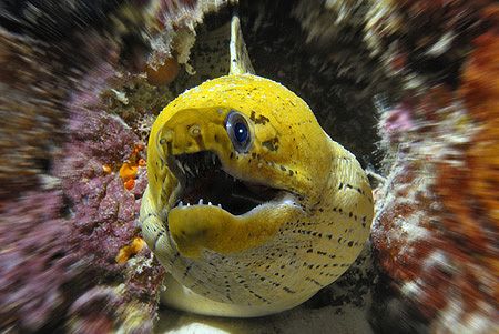 nikD 200 + SB800 in Sealux housing, fimbriated moray by Manfred Bail 