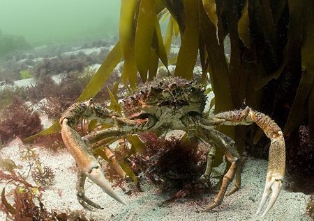 Spider crabs, large male standing over female.
Omey Isla... by Mark Thomas 