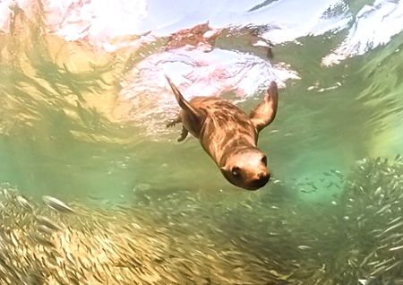 Sealion chases baitfish. Sea of Cortez.
D2x, 10.5mm with... by Rand Mcmeins 