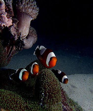 Nemo squad in action.... E900 Malapascua island by Alex Tattersall 