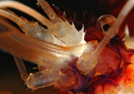 Extreme close-up view of banded coral shrimp. It looks di... by David Heidemann 