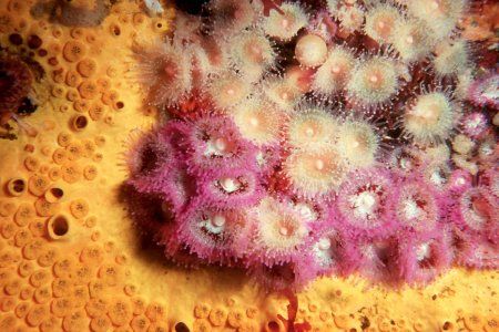 Cliona sponge and jewel anemones
Nikonos with macro lens... by Tracey Smith 