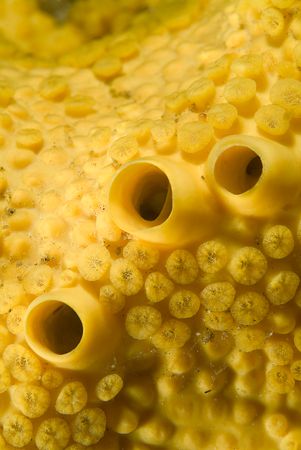 Boring sponge. Cornwall. D200, 60mm. by Derek Haslam 