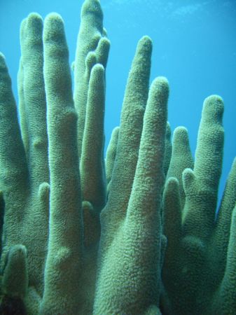Healthy Pillar Coral by Lora Tucker 