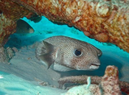 Porcupine Fish, Angel City Reef, Bonaire. Nikon D70s with... by Edward Farren 